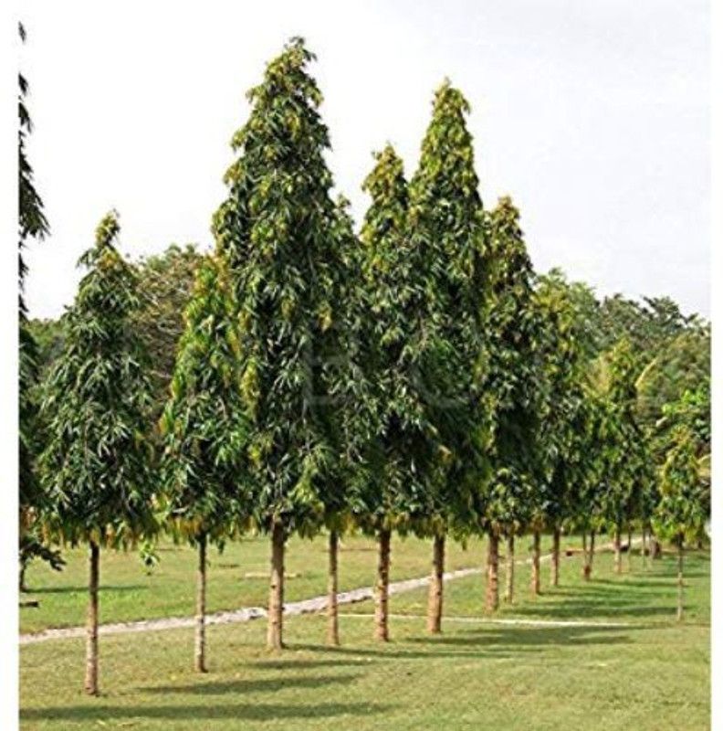 The Nursery Ashok Plant  (Hybrid, Pack of 1)
