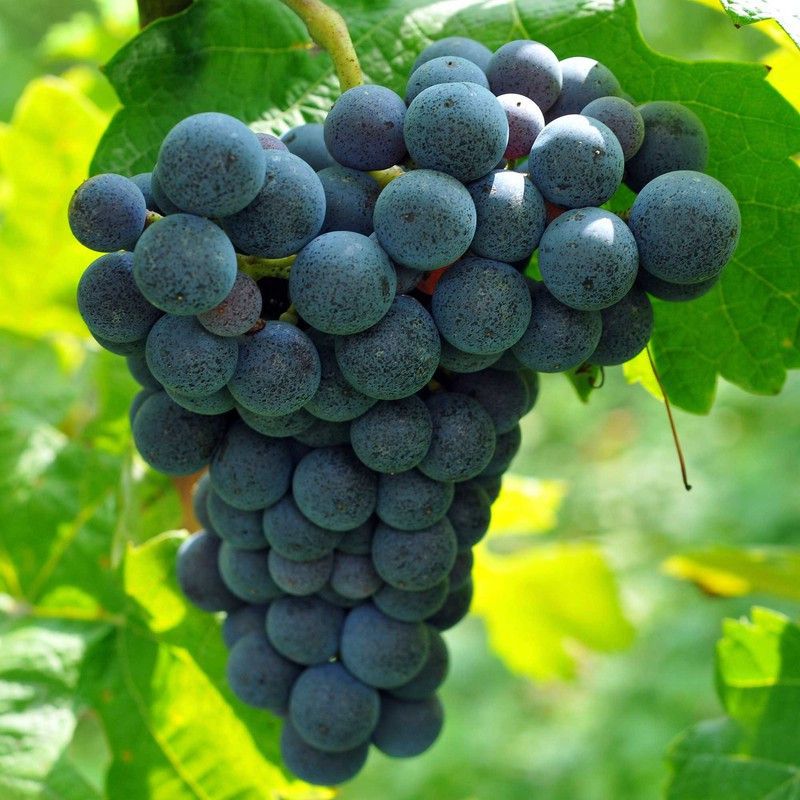 MAITRA AND SONS Grape Plant  (Hybrid, Pack of 1)