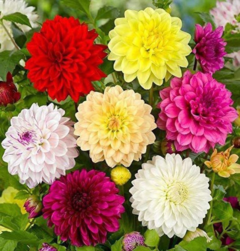 CYBEXIS Double Dahlia Mix Seed  (50 per packet)