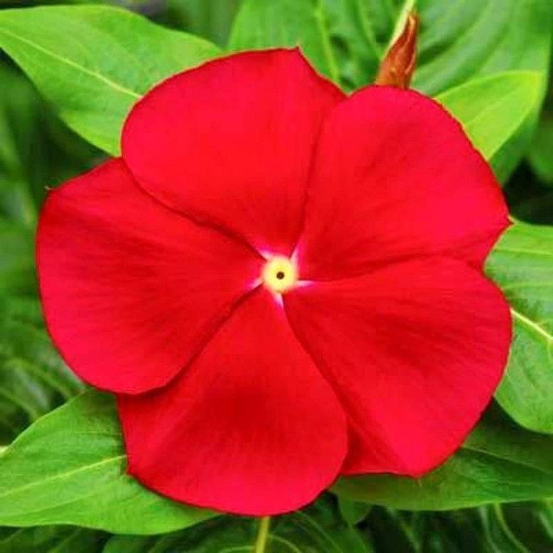CYBEXIS Vinca Red F1 Hybrid Seeds Seed  (50 per packet)