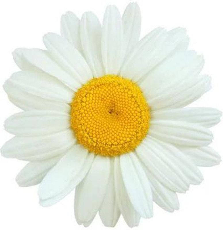 Nodoc Daisy white flower Seed  (10 per packet)