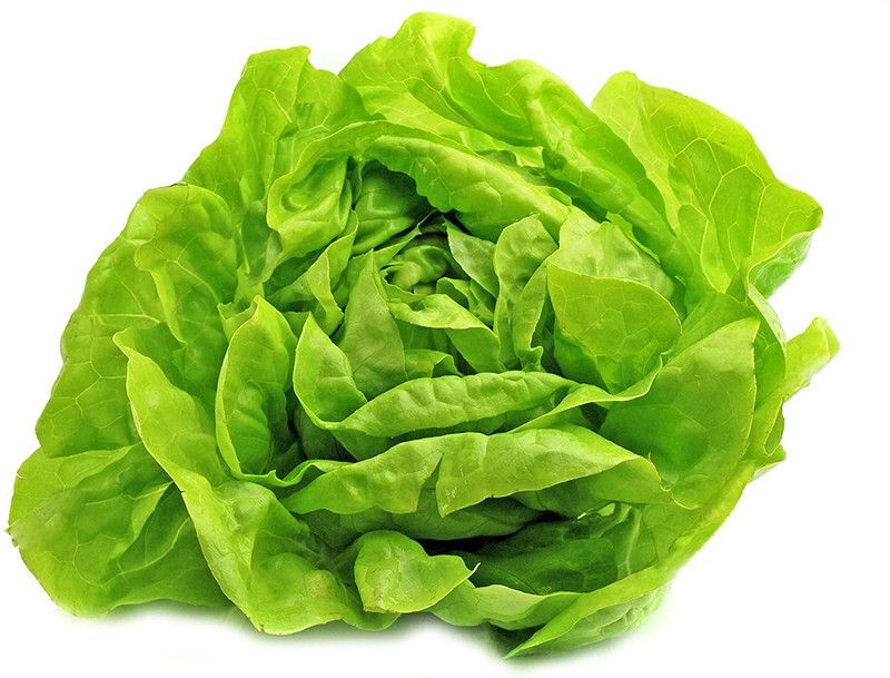 VibeX ® XXL-431 Buttercrunch Lettuce Seeds Seed  (200 per packet)