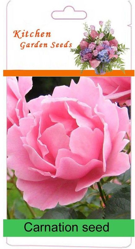 CYBEXIS Carnation Mixed Flower Seed  (1 g)