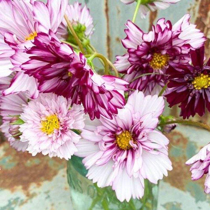 PMB Exotic comos Seed  (27 per packet)