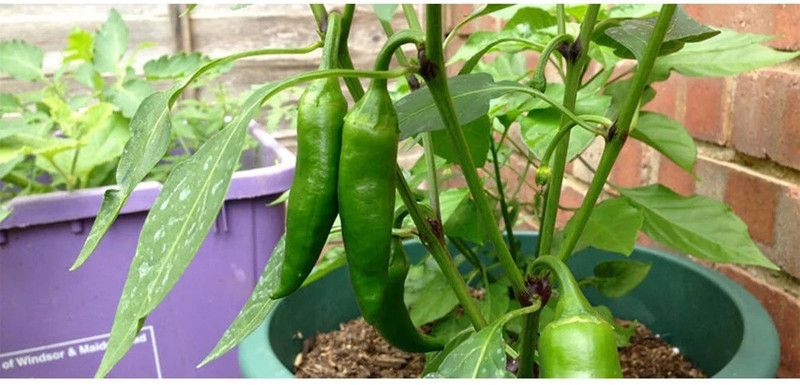 granthi Green long Variety Green Chilli Seed  (2000 per packet)