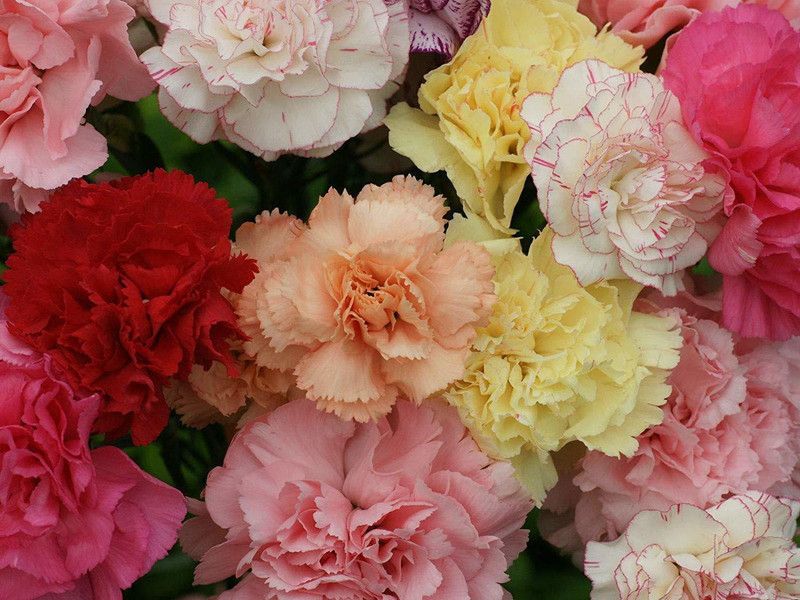 CYBEXIS Carnation Chabaud Mix Seed  (50 per packet)