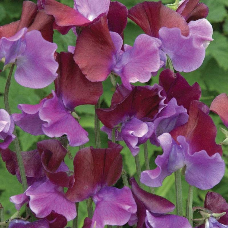 CYBEXIS Sweet Pea Purple Pimpernel Hardy Annual Seeds Seed  (1 g)