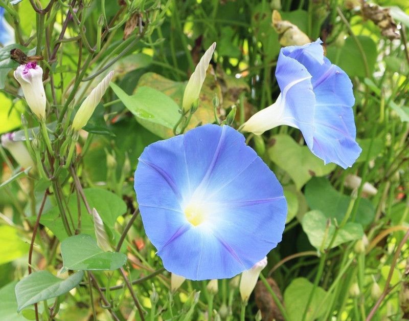 ZIXA Ipomoea hederacea Seed  (20 per packet)