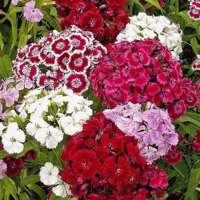 XOLDA Sweet William Seed  (41 per packet)