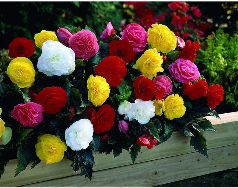 CYBEXIS Begonia Double Flower Seed Mix Seeds Seed  (25 per packet)