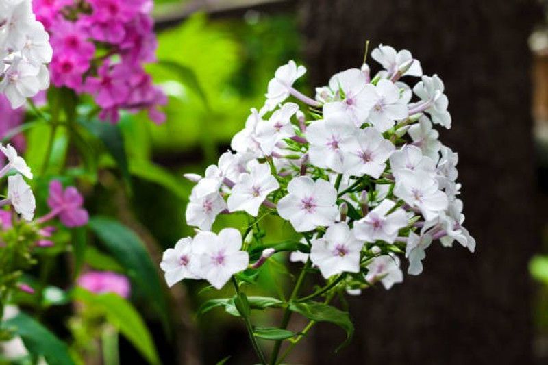 sporos Garden Phlox Flower Seed  (50 per packet)