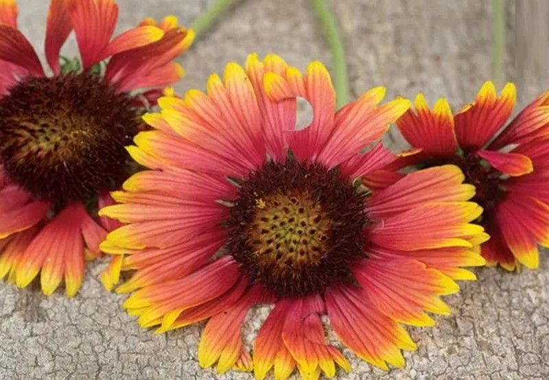 WATIKA INDIAN BLANKET GAILLARDIA Seed  (40 per packet)