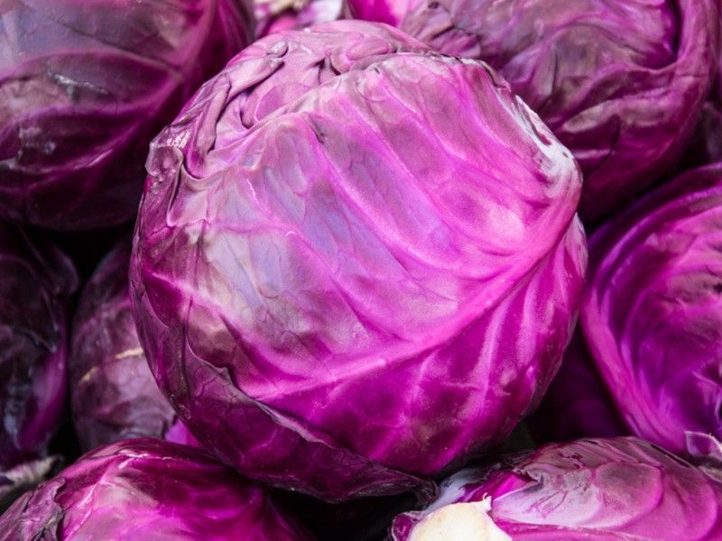 XOLDA Cabbage purple Seed  (20 per packet)