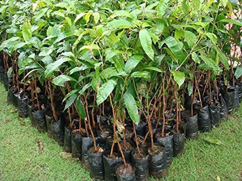 GETFLIX Mango Plant  (Hybrid, Pack of 1)