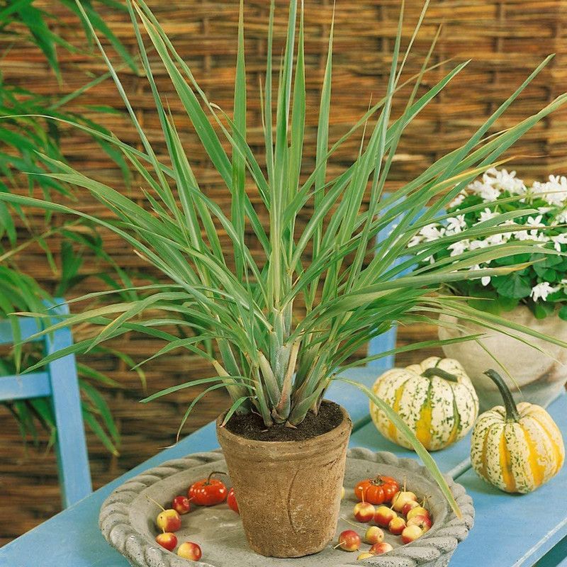 WILLVINE KGF -5 Lemongrass Herbs Seeds Seed  (1000 per packet)