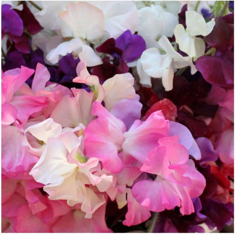 CYBEXIS Winter Elegance Sweet Pea seeds. Winter Elegance Sweet Peas Seed  (1 g)