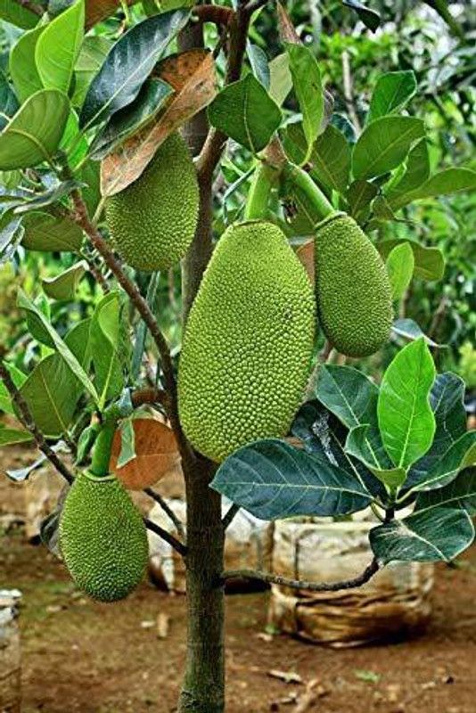 DAFFOODILS Jack Fruit Plant  (Hybrid, Pack of 1)