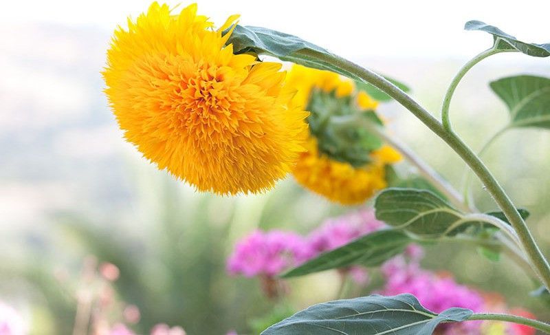 Mozette Sunflowert teddy bear Seed  (22 per packet)