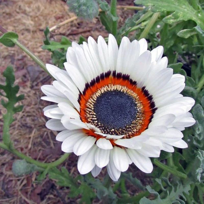 PMB Venedium Fastuosum White Seed  (10 per packet)