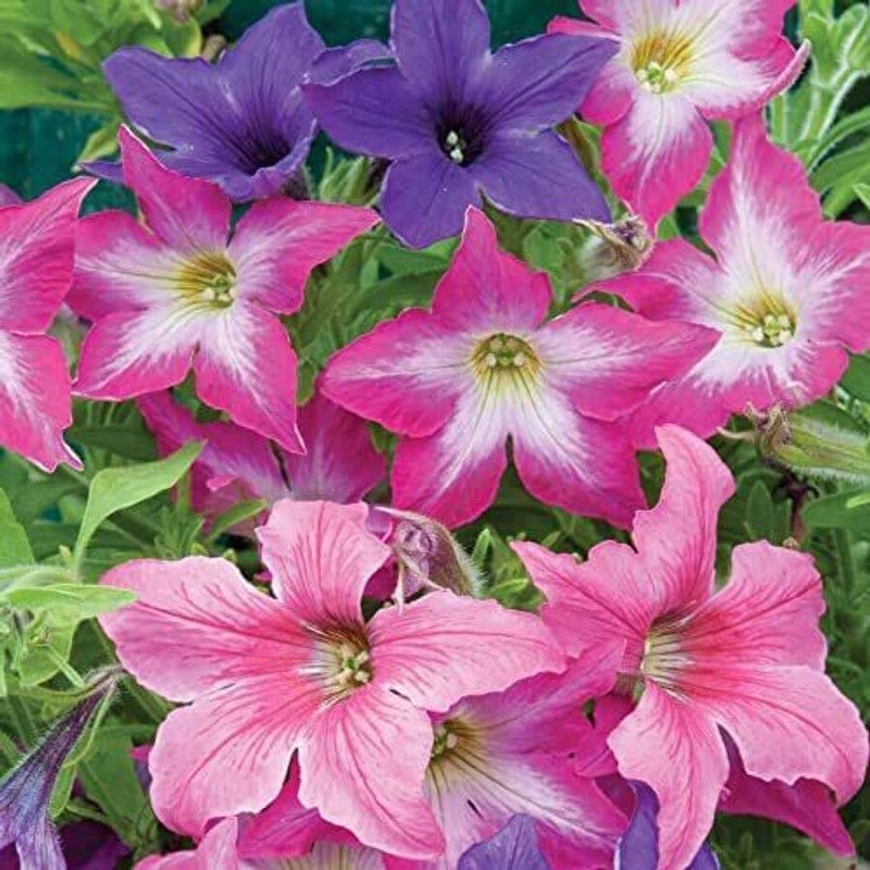 CYBEXIS Sparklers' Petunia Seeds, Award Winning Flowers Seed  (1 g)