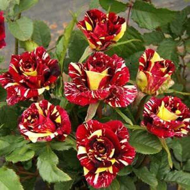 Amazing Gurden Rose Plant  (Hybrid, Pack of 1)