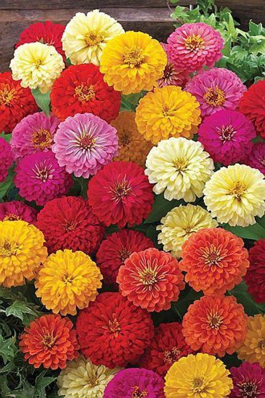 Nodoc Dahlia Seed  (46 per packet)
