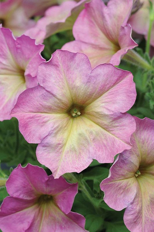 CYBEXIS Dusty Rose Hybrid Petunia Seeds Seed  (50 per packet)