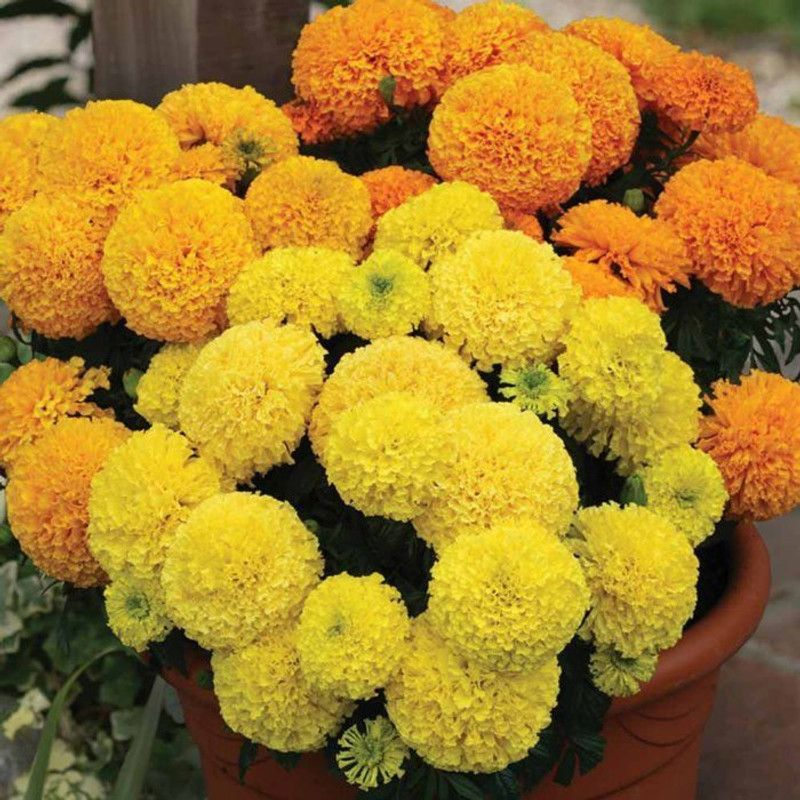 Nodoc Genda phool (marigold) Seed  (10 per packet)