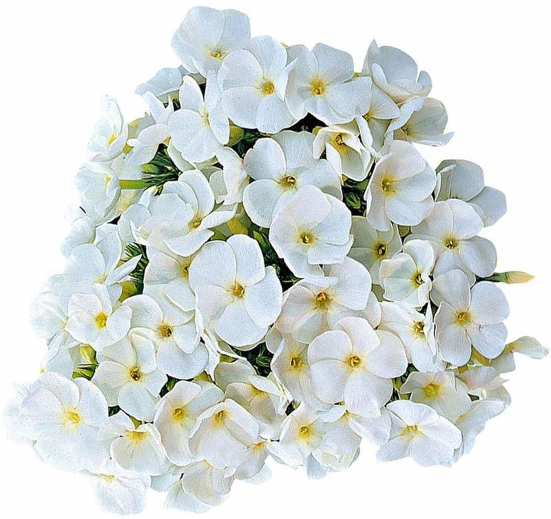 CYBEXIS Phlox Rare Flower Seeds-White And Yellow Seed  (50 per packet)