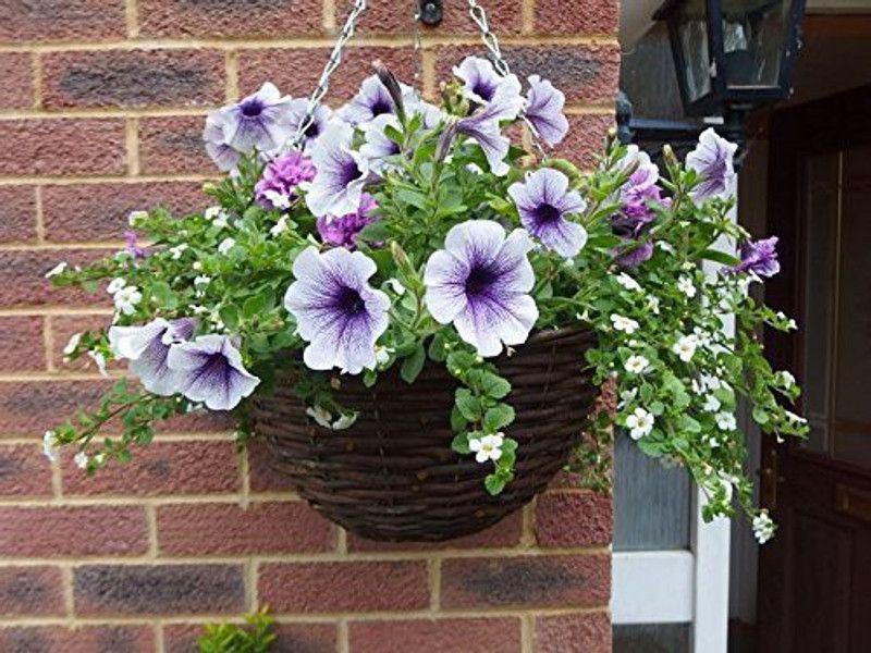 CYBEXIS Funnel-Shaped Petunia Flower Seeds Seed  (1 g)