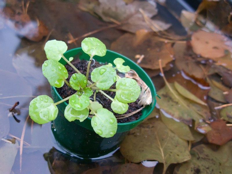 Paudha Watercress Seed  (25 per packet)