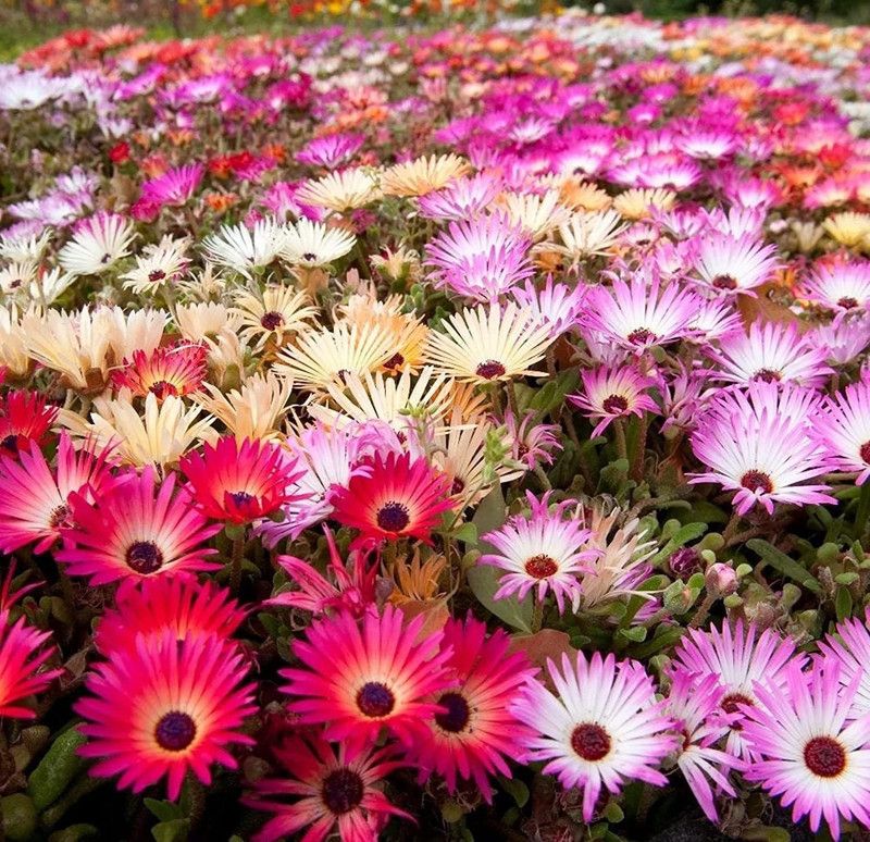 KANAYA Ice Hybrid Flower Seeds For Home Gardening Seed  (90 per packet)