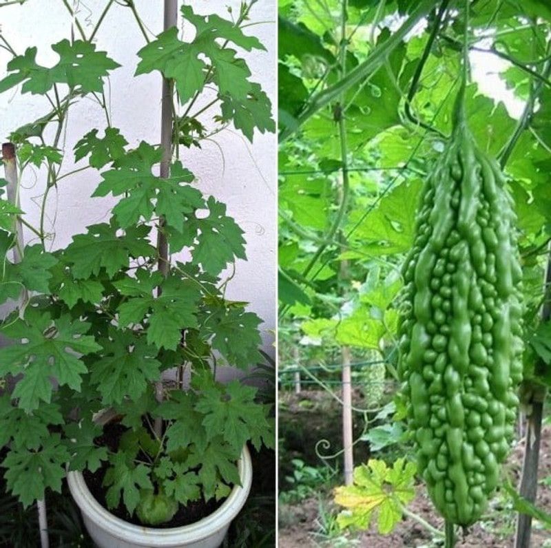 Paudha Bitter Gourd Seed  (24 per packet)