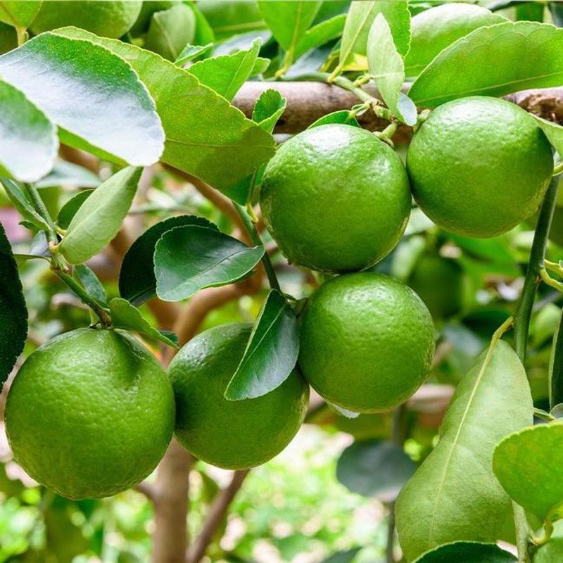 SAVE GREEN Lemon Plant  (Hybrid, Pack of 1)