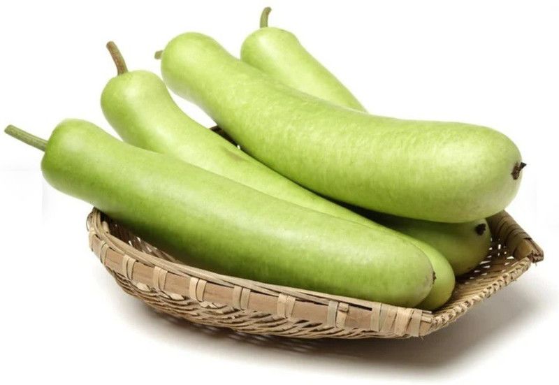 UGRA Long Bottle Gourd Seed  (200 per packet)