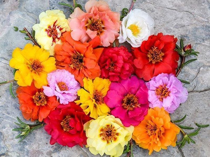 Paudha Exotic Portulaca Mix Seed  (86 per packet)