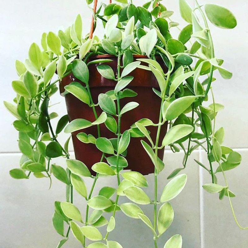 KOLKATA ORCHID ONLINE Jade Plant  (Pack of 1)