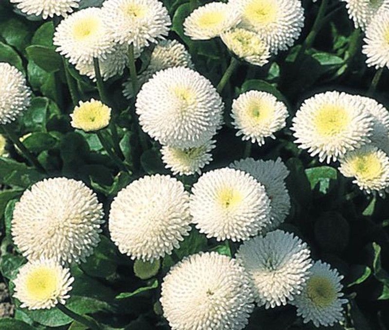 XOLDA Exotic Daisy White Flower Seed  (78 per packet)