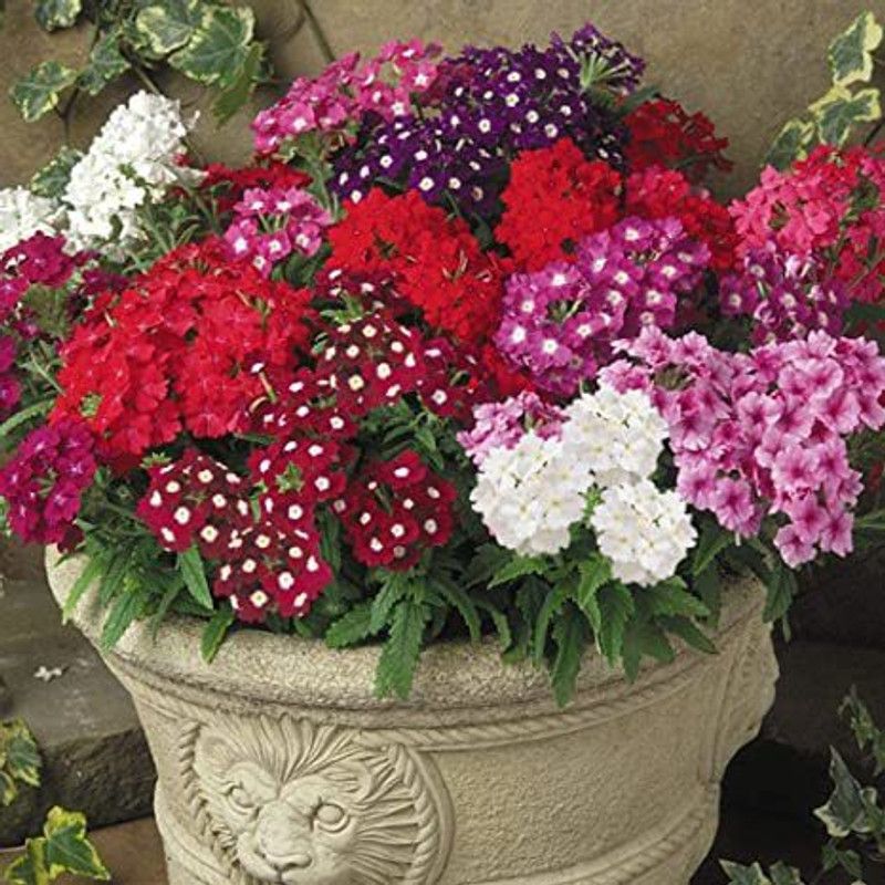 Fresh Verbena Mixed Seed  (225 per packet)