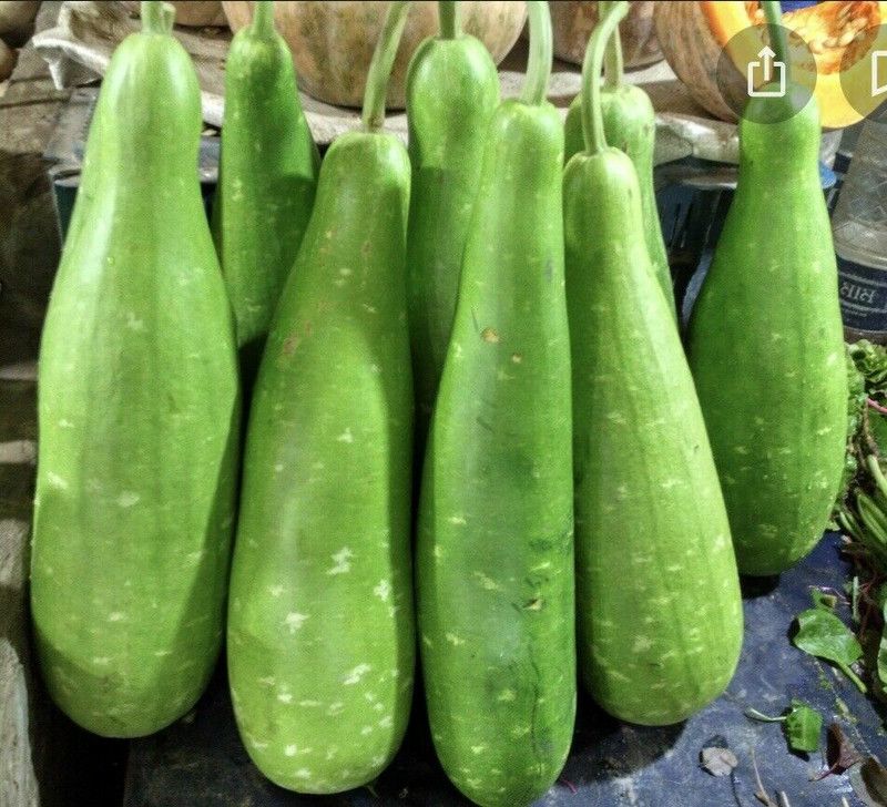 UGRA Bangladeshi Hazari Hybrid Long Bottle Seed  (150 per packet)