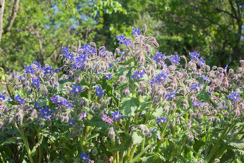 XOLDA Borage Seed  (27 per packet)