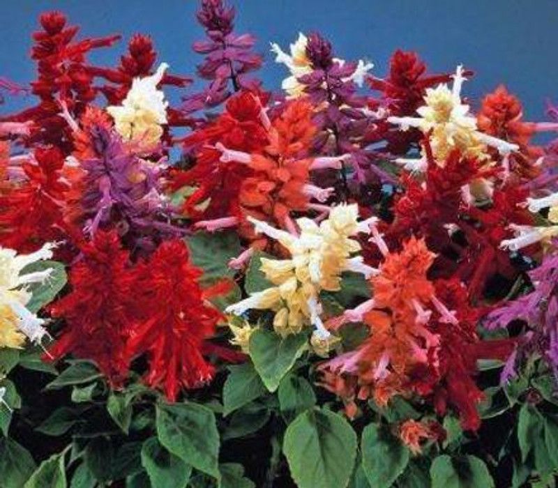 XOLDA Chrysanthemum Seed  (43 per packet)