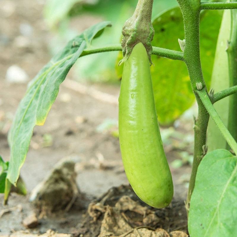 KANAYA Brinjal Green Long Seed  (24 per packet)