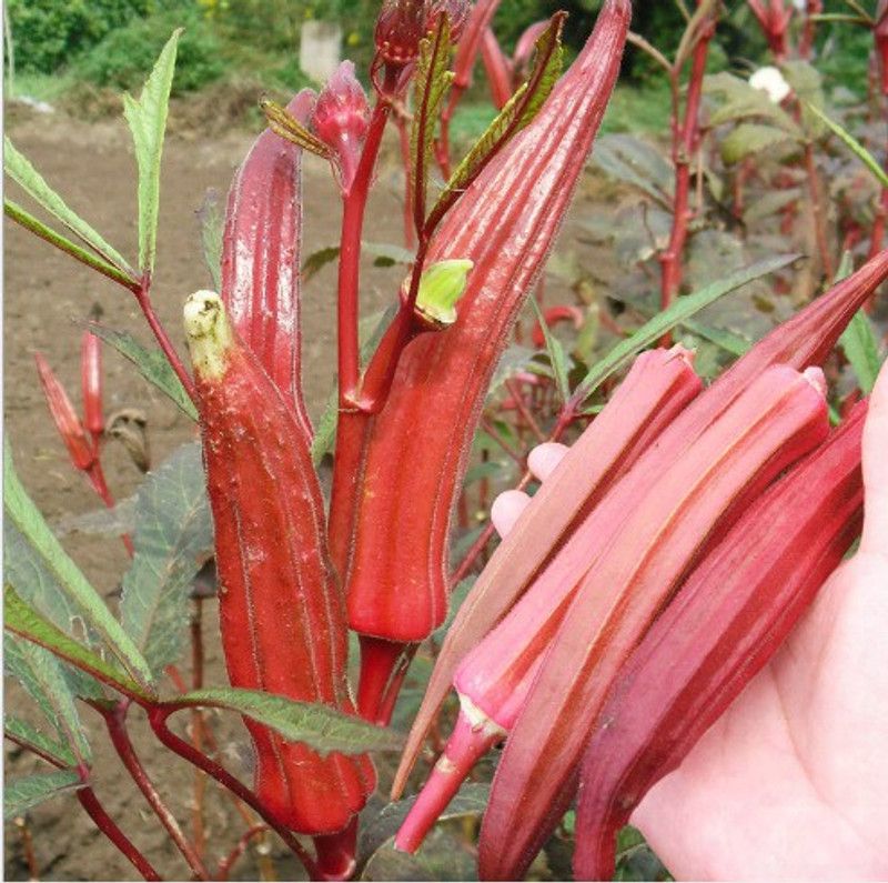 XOLDA Okra Bhendi Red Seed  (32 per packet)