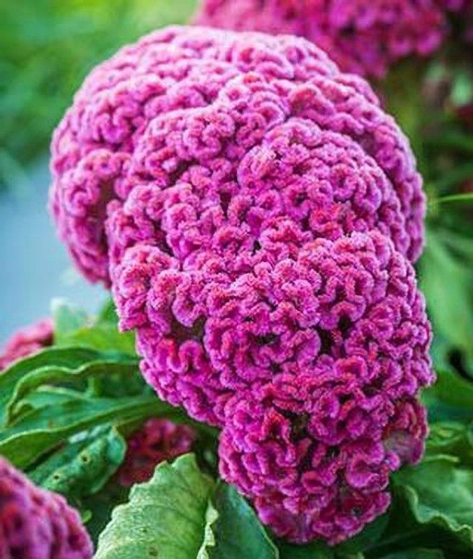 Flora Guards Heart Leaf Oxycardium Plant  (Hybrid, Pack of 1)