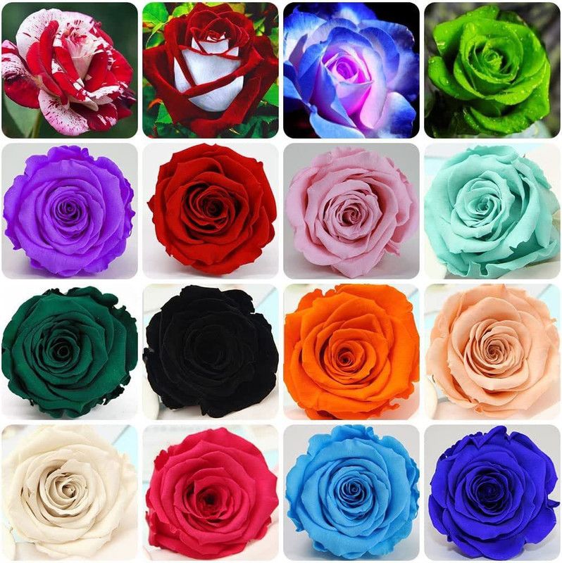 CYBEXIS GBPUT-61 - Mixed Rose for Planting - (900 Seeds) Seed  (900 per packet)