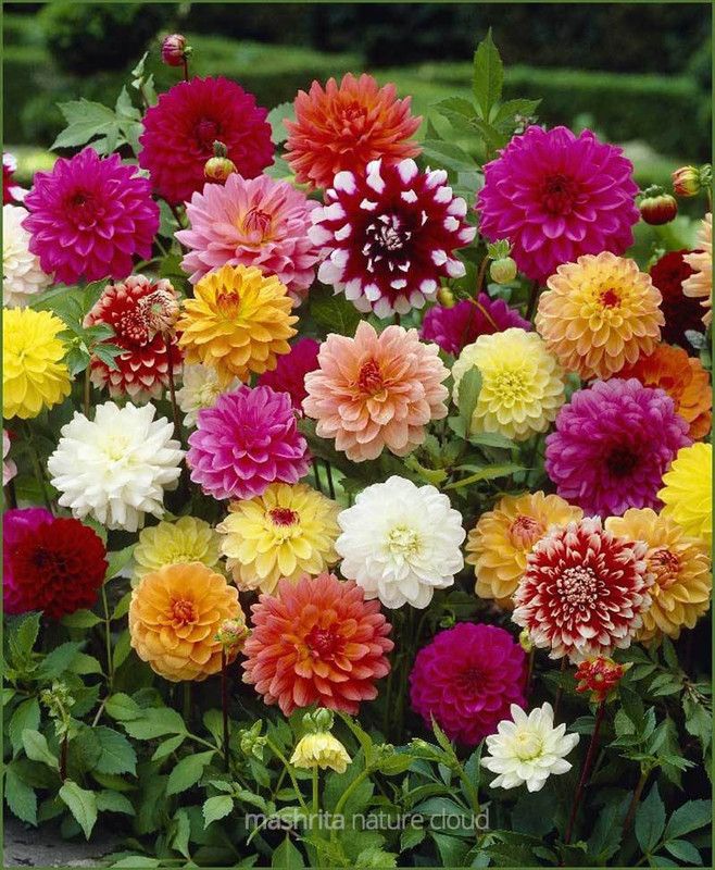 Paudha Dahlia Mix Flower Seed  (31 per packet)
