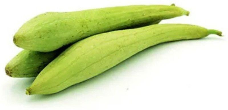 UGRA Sponge Gourd Seed  (40 per packet)