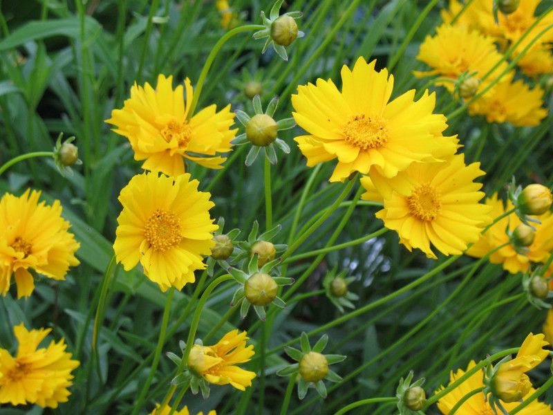 Nodoc Coreopsis Flower Seed  (50 per packet)