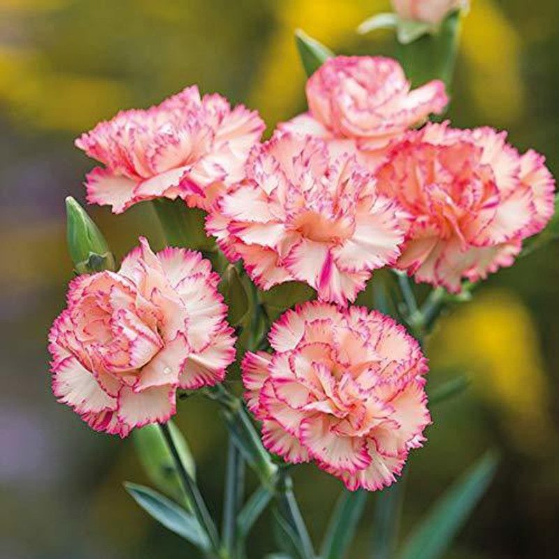 XOLDA Carnation Mix Flower Seed  (36 per packet)